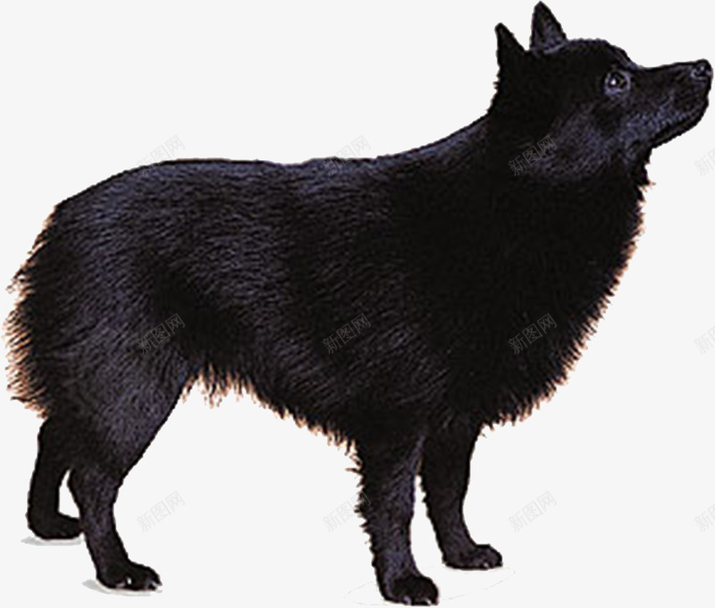 黑色的狗png免抠素材_新图网 https://ixintu.com 动物 可爱 闪亮 黑色