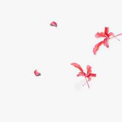 小红花花瓣装饰高清图片