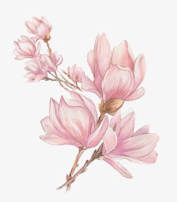 木兰花水彩粉色玉兰花高清图片