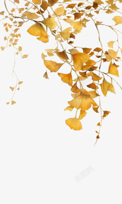 秋天秋天的黄色银杏2高清图片