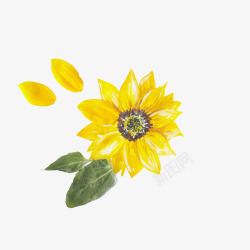 黄色大花瓣向日葵水彩画高清图片