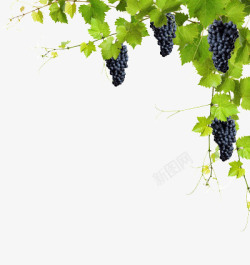 有机水果干绿色葡萄藤生态紫葡萄高清图片