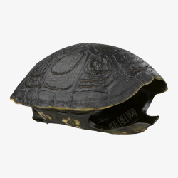 爬行动物陆龟黑色龟壳乌龟龟壳高清图片