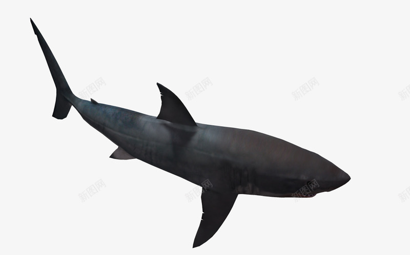 3d海洋动物png免抠素材_新图网 https://ixintu.com 3d卡通动物 卡通动物 海底生物 海洋 海洋图片 鱼类