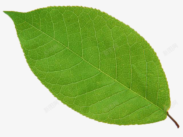 绿色的树叶元素png免抠素材_新图网 https://ixintu.com 健康 树叶 植物 绿色