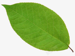 健康背景绿色的树叶元素高清图片