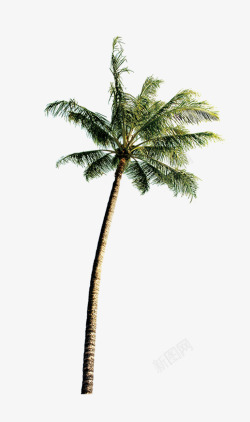 夏天椰树热带免费旅游素材