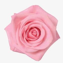 浅粉色玫瑰花素材