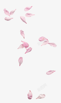 花瓣插画透明花瓣素材