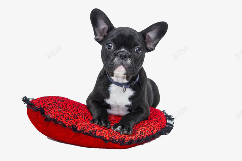 地毯上的狗png免抠素材_新图网 https://ixintu.com 哈巴狗 宠物 小动物 红地毯