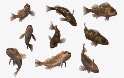 海底动物3d卡通素材