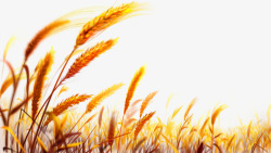收获的麦子手绘金色麦田高清图片