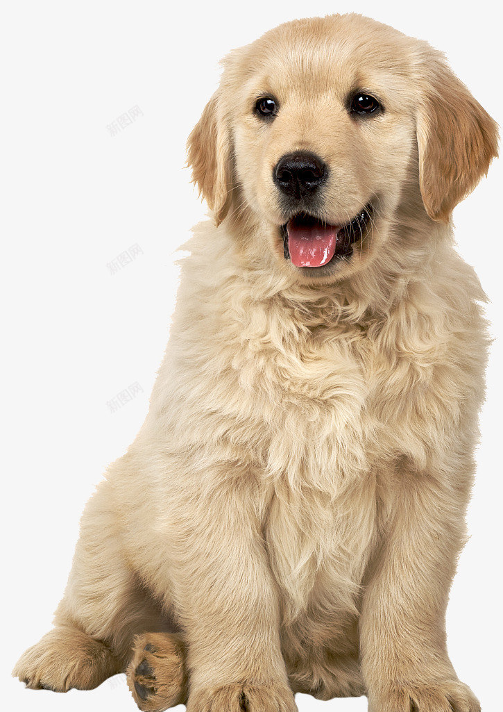可爱的狗大哥png免抠素材_新图网 https://ixintu.com 动物 可爱 实体图 小狗 狗 蹲着的狗