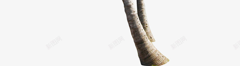 海边度假区绿色椰子树png免抠素材_新图网 https://ixintu.com 度假区 椰子树 海边 绿色