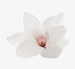香油白色香味纯洁的玉兰花瓣实物高清图片