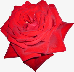 红色玫瑰花婚庆装饰爱情素材