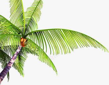 摄影海边度假区椰子树png免抠素材_新图网 https://ixintu.com 度假区 摄影 椰子树 海边