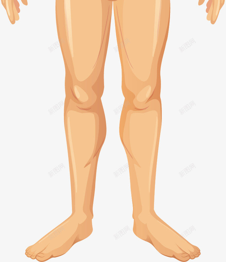 男性人体肌肉组织矢量图ai免抠素材_新图网 https://ixintu.com 人体 男性 男性肌肉 矢量png 肌肉 肌肉组织 矢量图