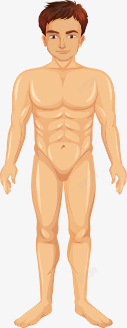 肌肉组织男性人体肌肉组织矢量图高清图片