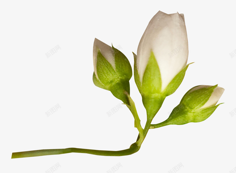 白色花苞png免抠素材_新图网 https://ixintu.com 含苞待放 植物 白色 花 花朵 花苞