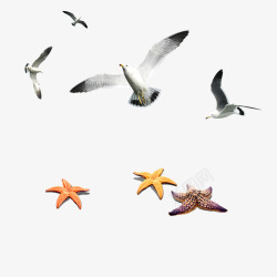 海星背景动物飞鸟高清图片