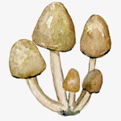 水彩棕色的蘑菇图素材