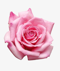 浅粉花朵粉色玫瑰花摄影高清图片