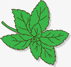 草本植物素材深绿色卡通甜叶菊矢量图高清图片