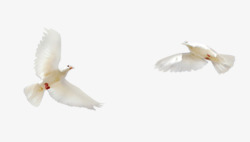 人日节海报飞翔的白鸽高清图片