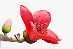 一个花苞一朵向右盛放的红色木棉花实物带高清图片