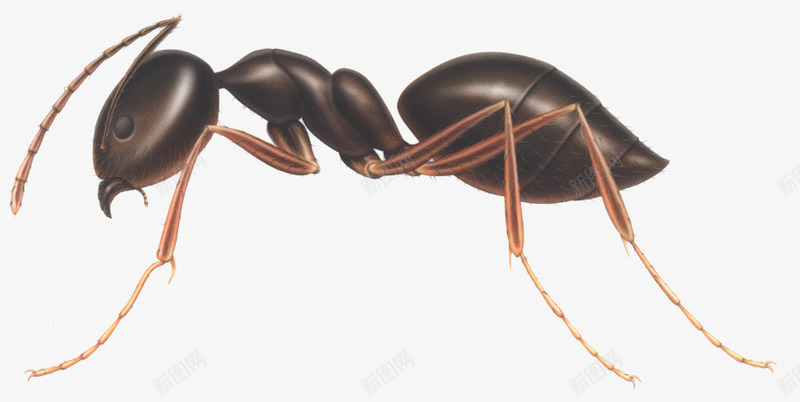 蚂蚁png免抠素材_新图网 https://ixintu.com 动物 卡通 卡通棕色蚂蚁 棕色 蚂蚁 飞特网