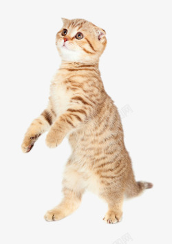 欧美风创意动物站立的猫咪高清图片