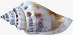 白色海螺海底生物素材