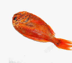 深水鱼类新西兰长寿鱼图高清图片