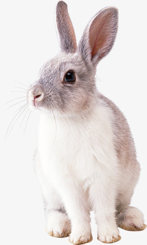棕白色的小兔子png免抠素材_新图网 https://ixintu.com 兔子的侧面 兔子简笔画 动物 可爱 小兔子 新年兔子 棕白色