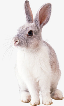 可爱兔子棕白色的小兔子高清图片