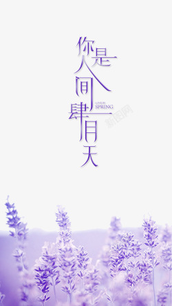 薰衣草花海紫色艺术字你是人间四月天高清图片