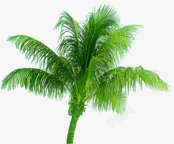 创意合成摄影度假区的椰子树素材