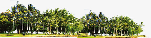 摄影海边度假区成群的棕榈树png免抠素材_新图网 https://ixintu.com 度假区 成群 摄影 棕榈树 海边