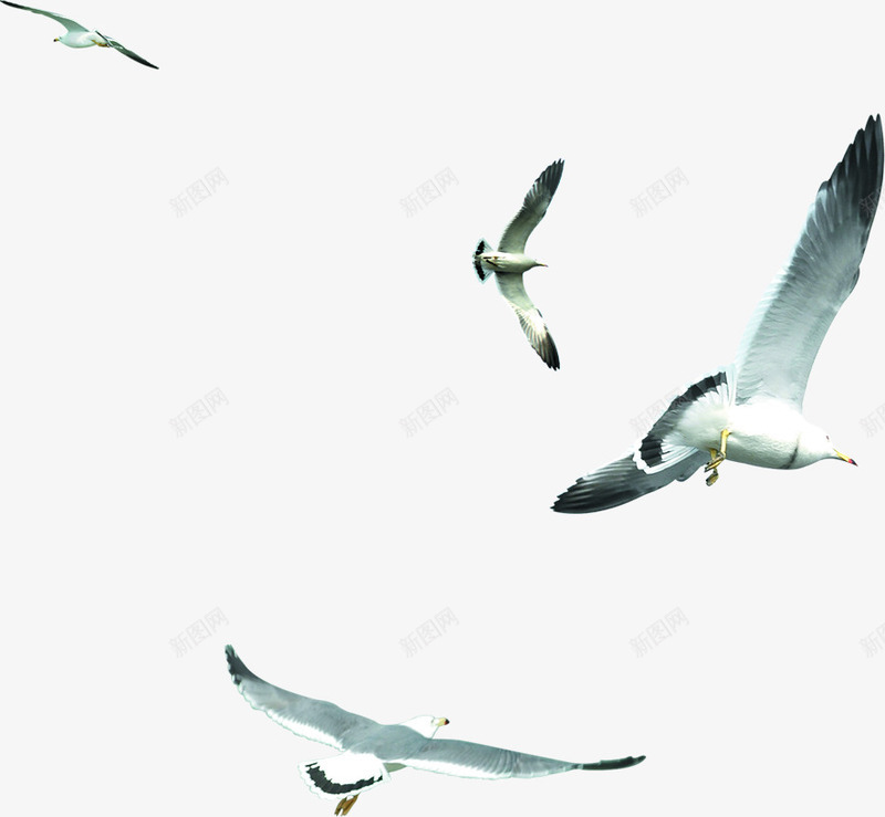创意摄影海边度假区的海鸥png免抠素材_新图网 https://ixintu.com 创意 度假区 摄影 海边 海鸥