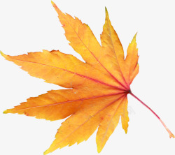 红色枫叶组合秋天的枫叶高清图片
