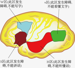 人类大脑皮层功能分区素材