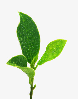 水滴叶子笔刷绿茶绿色叶子高清图片