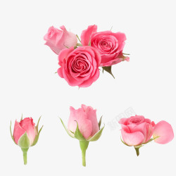 梗粉色玫瑰花实物图高清图片