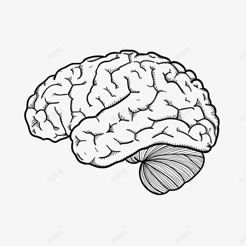 人体大脑png免抠素材_新图网 https://ixintu.com 器官 手绘 脑回路 黑色