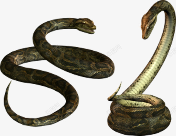 决斗的大蛇png免抠素材_新图网 https://ixintu.com 丛林 扭转的蛇 棕色 眼镜蛇