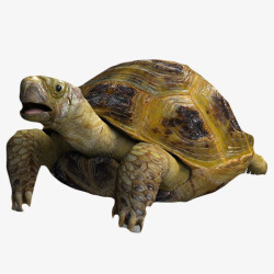 爬行动物陆龟抬头黄色龟壳乌龟高清图片