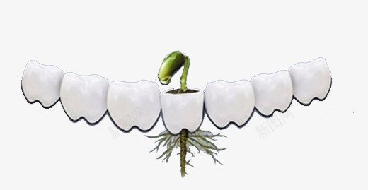 白白的牙齿png免抠素材_新图网 https://ixintu.com 假牙 牙齿 牙龈 牙龈健康刷牙防蛀牙 瓷牙 种植牙