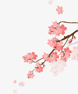 一枝樱花树枝上的粉色樱花高清图片