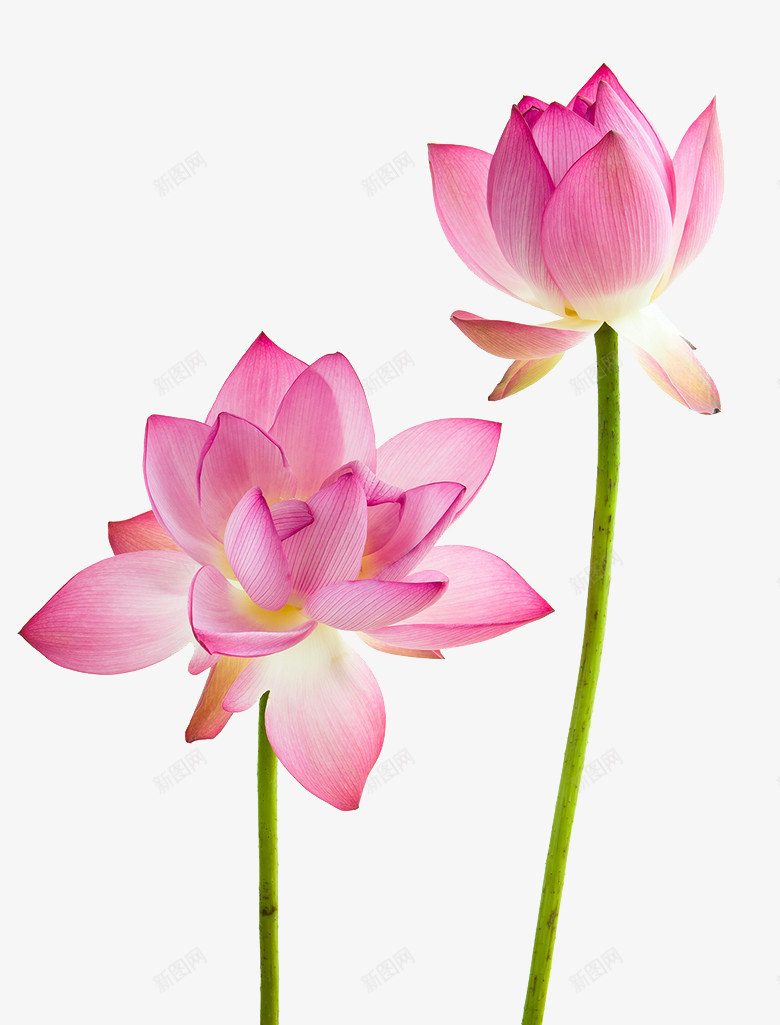 鲜花的荷花png免抠素材_新图网 https://ixintu.com 残荷图片 粉色 紫荷花 花 花朵 荷花 莲花 菡萏 鲜花
